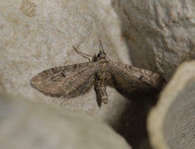 2476   Eupithecia innotata  5630.jpg