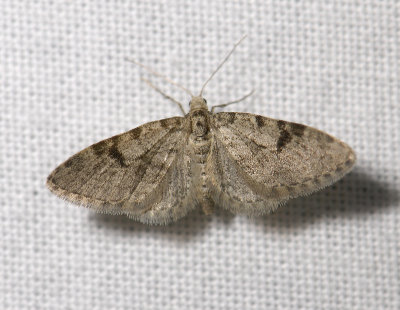 2485   Eupithecia conterminata  5664.jpg
