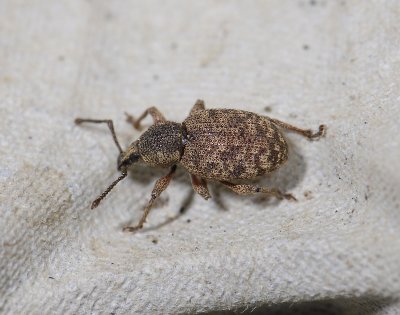 Otiorhynchus singularis 5706.jpg