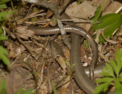 Anguis fragilis  5834.jpg