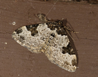 2340  Xanthorhoe fluctuata  5900.jpg