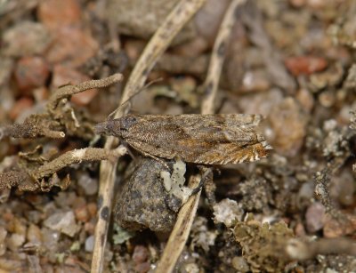 1528 Ancylis uncella 6045.jpg