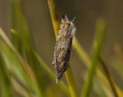 1527   Ancylis unguicella  6071.jpg