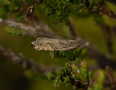 1527 Ancylis unguicella 6075.jpg