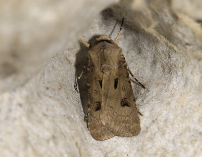 2983   Agrotis exclamationis  6095.jpg