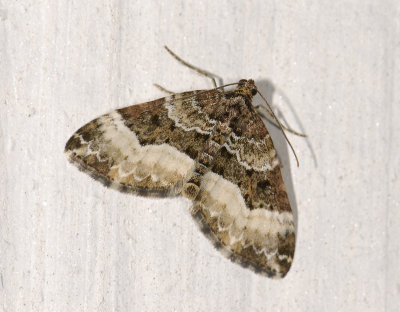 2413 Euphyia unangulata 6108.jpg