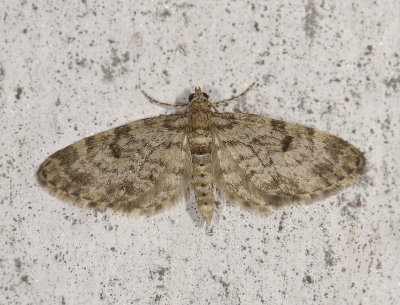 2484   Eupithecia tantillaria  6123.jpg