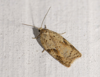 1261 Acleris ferrugana 6132.jpg
