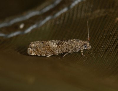 1449   Epinotia rhomboidella  6177.jpg