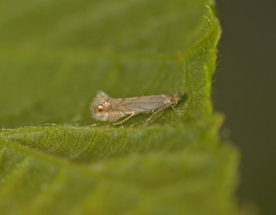 0350   Phyllonorycter quercifoliella  6208.jpg