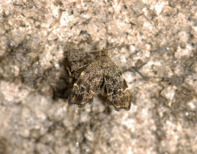 1626   Anthophila fabriciana  6496.jpg