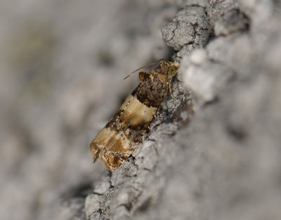 1423   Lobesia bicinctana  6572.jpg