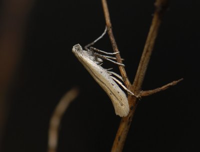 0323   Aspilapteryx tringipennella  6606.jpg