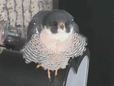 g1/11/791911/3/110709174.oOm0Xdut.jpg