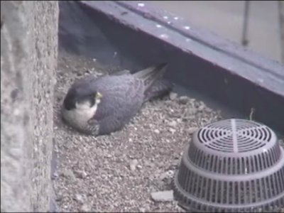 Sticking on Eggs