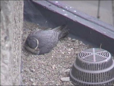 Sticking on Eggs
