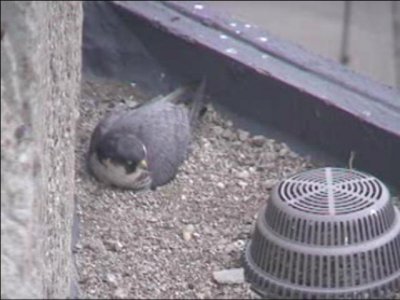 Sticking on Eggs