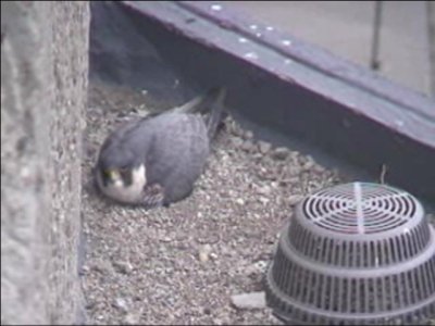 Sticking on Eggs