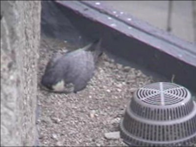 Sticking on Eggs