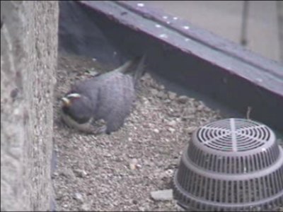 Sticking on Eggs