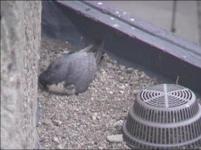 Sticking on Eggs