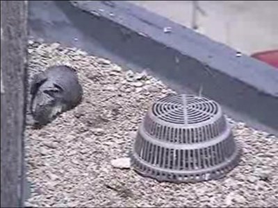 The Nest Dance