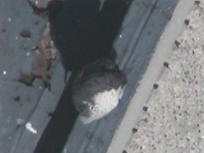 090410-1149-1.jpg