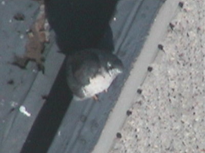 090410-1150-3.jpg