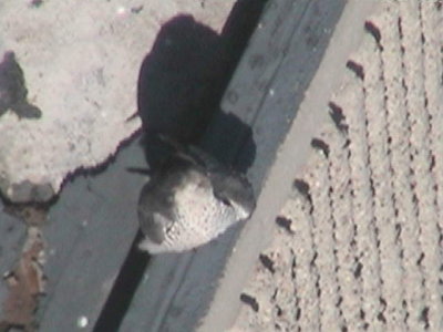 090410-1234-4.jpg
