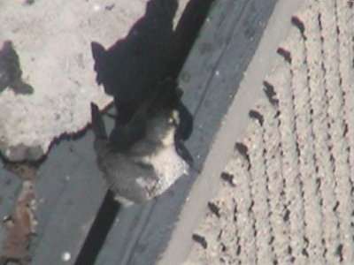090410-1235-1.jpg