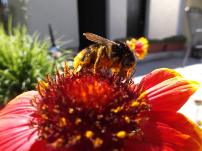 Giant Bee Covered in Pollen?