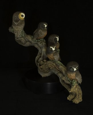 Northern Saw-whet Owl Family