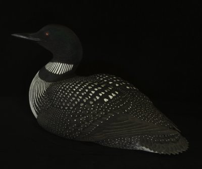 Common Loon