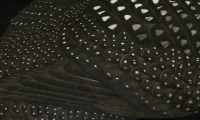 Common Loon - detail of feathers on back