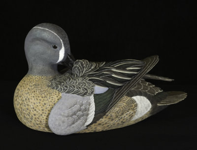 Blue-winged Teal