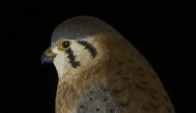 American Kestrel