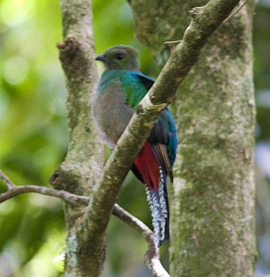 Resplendent Quetzal F