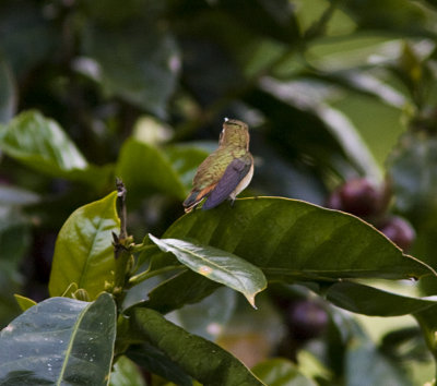Scintillant-Volcano-Veraguan Hummingbird