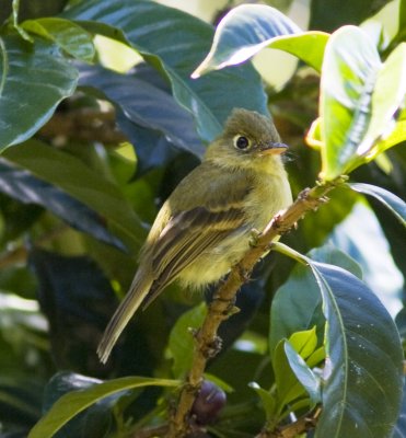   Panama Birds, March 2008