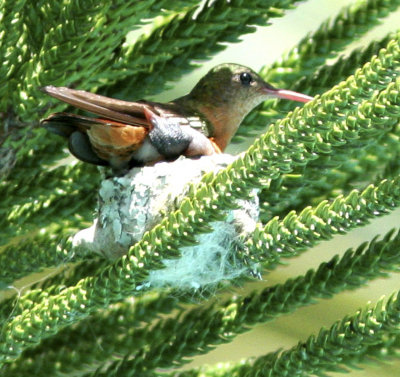 Cinnamon Hummingbird