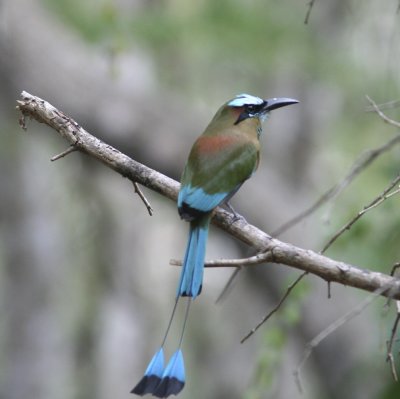 Turquoise-browed Motmot