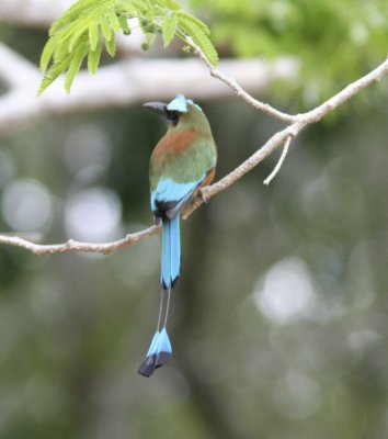 Turquoise-browed Motmot