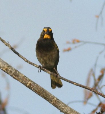 Yellow-faced Grassquit