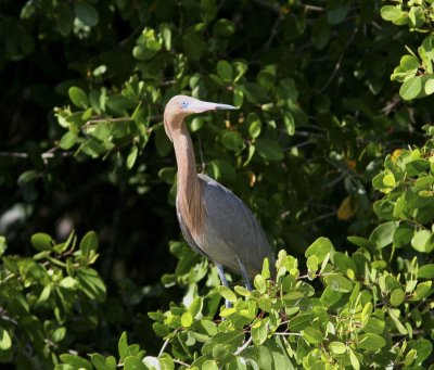 Tri-colored Heron