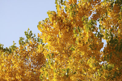 Fall colors