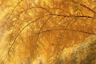 Autumn Trees