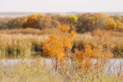 Autumn Colors
