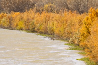 Autumn River