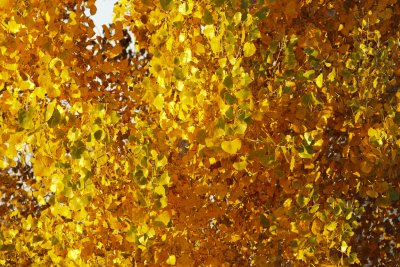 Fall colors