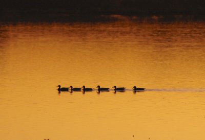 Ducks at Sunset